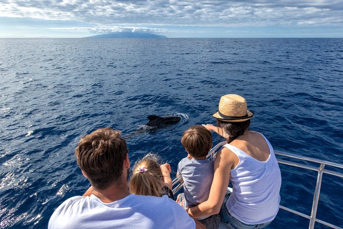 Whales & Dolphins watching in exclusive sailboat - Key highlights to know before you go