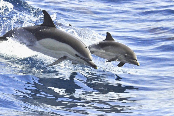 Whales & Dolphins watching in exclusive sailboat - Stop on the Water: What “White Tenerife” Time Feels Like