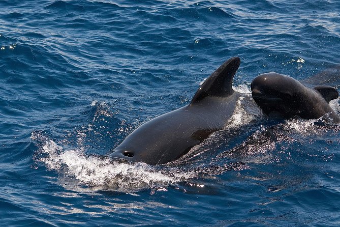 Whales & Dolphins watching in exclusive sailboat - The 3-Hour Plan: A Tight Window for Pilot Whales and Dolphins